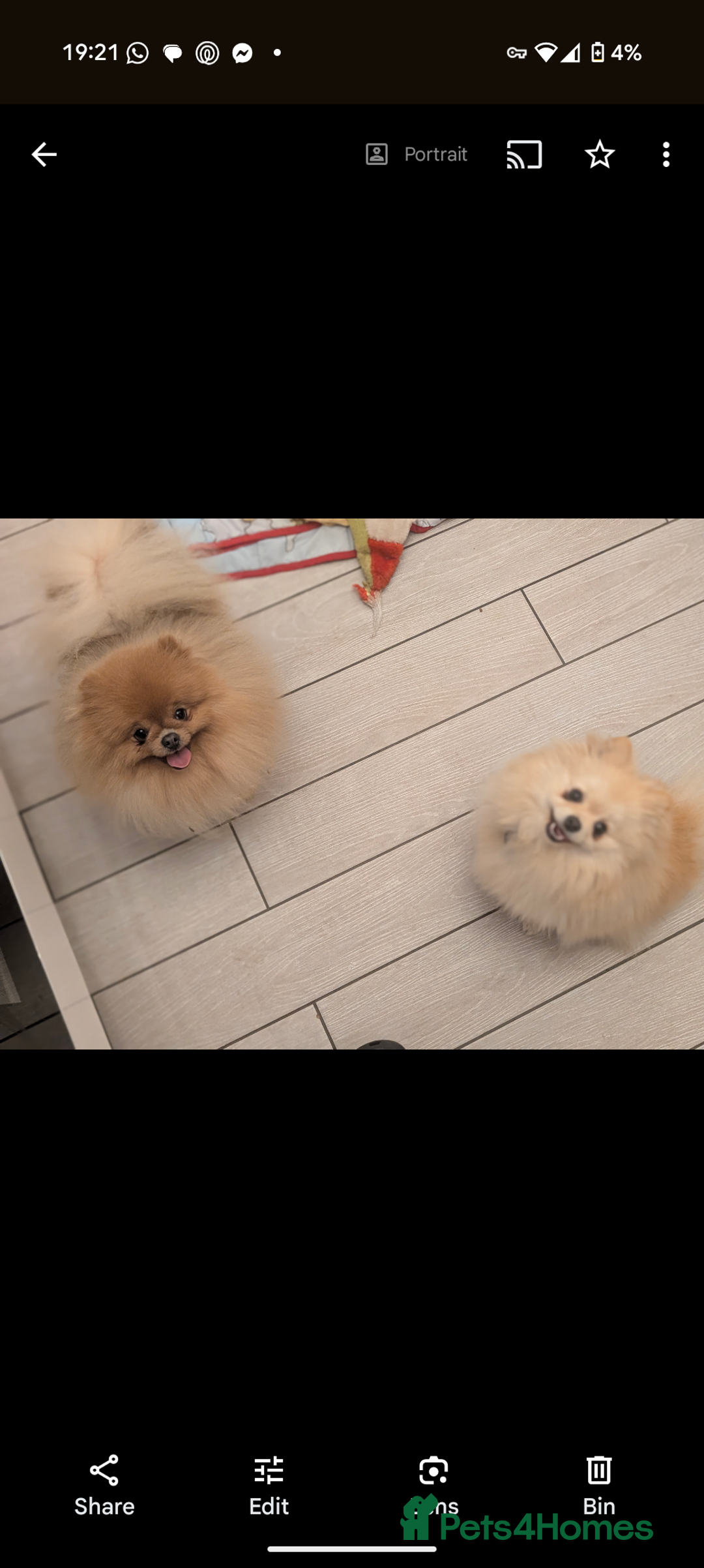 Pomeranian dogs for sale: Male Pomeranian  - Image 4