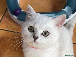 British Shorthair cats - Advert 21