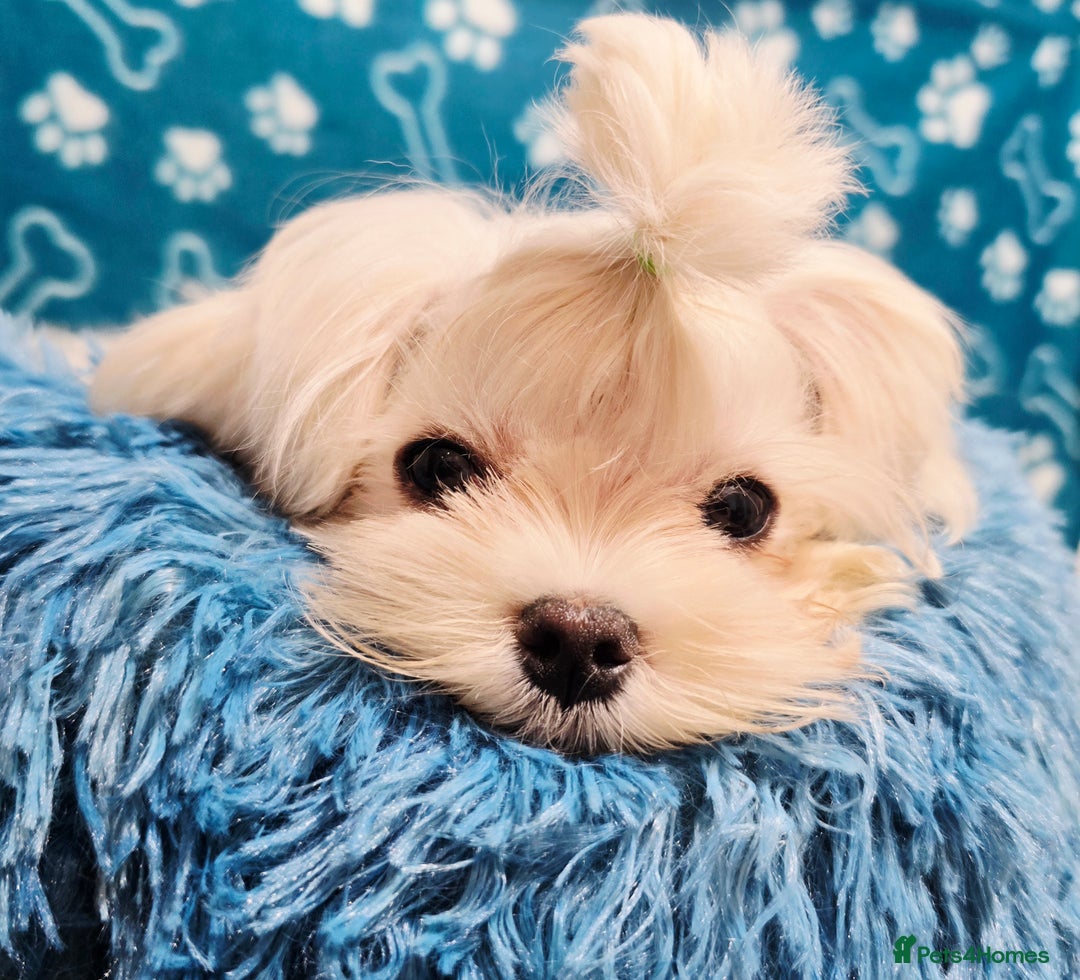 Maltese dogs for sale: Full Korean KC maltese boy London - Advert 4