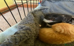 Mixed Breed cats for sale: Beautiful mixed breed kittens  - Image 2