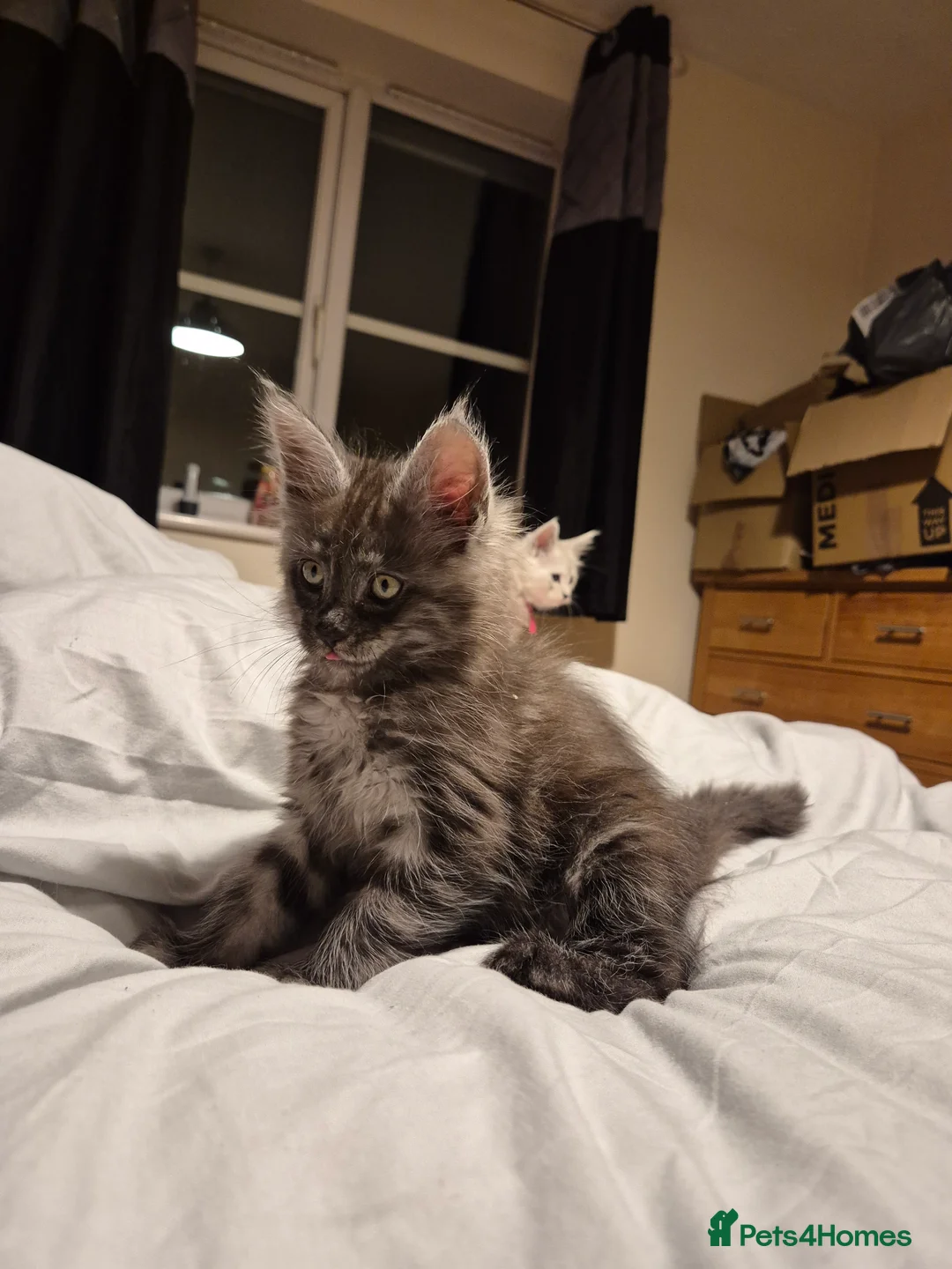 Maine Coon cats for sale: Tica registered Maine Coon kittens - Advert 2