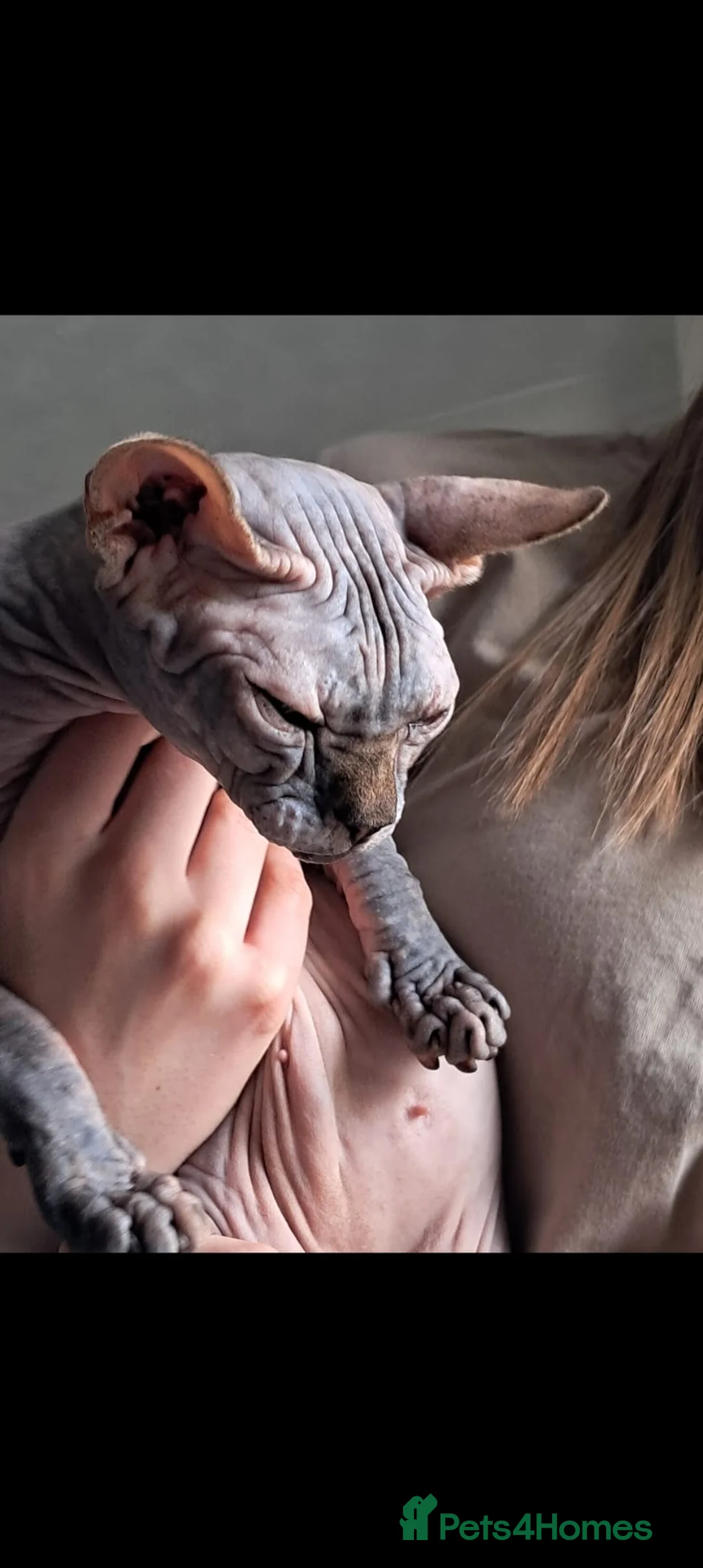 Sphynx cats for sale: 2 sphynx sister need rehoming together ❤️  - Advert 2