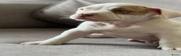 American Bully dogs for sale: OPEN TO OFFERS! ABKC ready now! - Advert 11