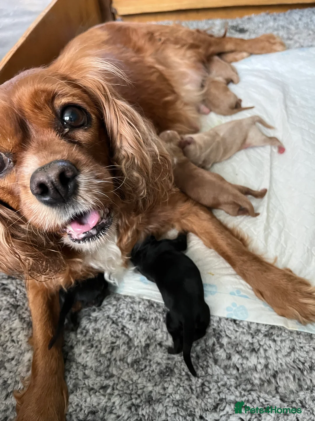 Cavapoo dogs for sale: Cavapoo puppies - Advert 1