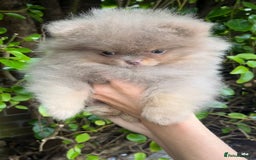 Pomeranian dogs for stud: 🐾✨ ** Lilac Tan Proven Stud Available! ✨🐾 - Image 5