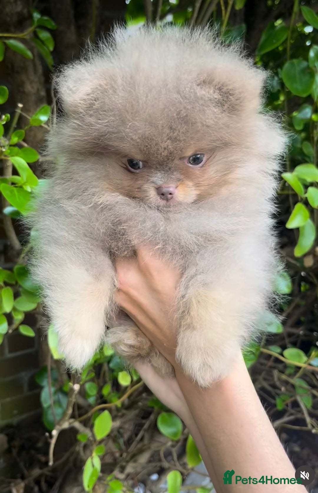 Pomeranian dogs for stud: 🐾✨ ** Lilac Tan Proven Stud Available! ✨🐾 - Image 5