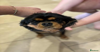 Cavalier King Charles Spaniel dogs - Advert 8