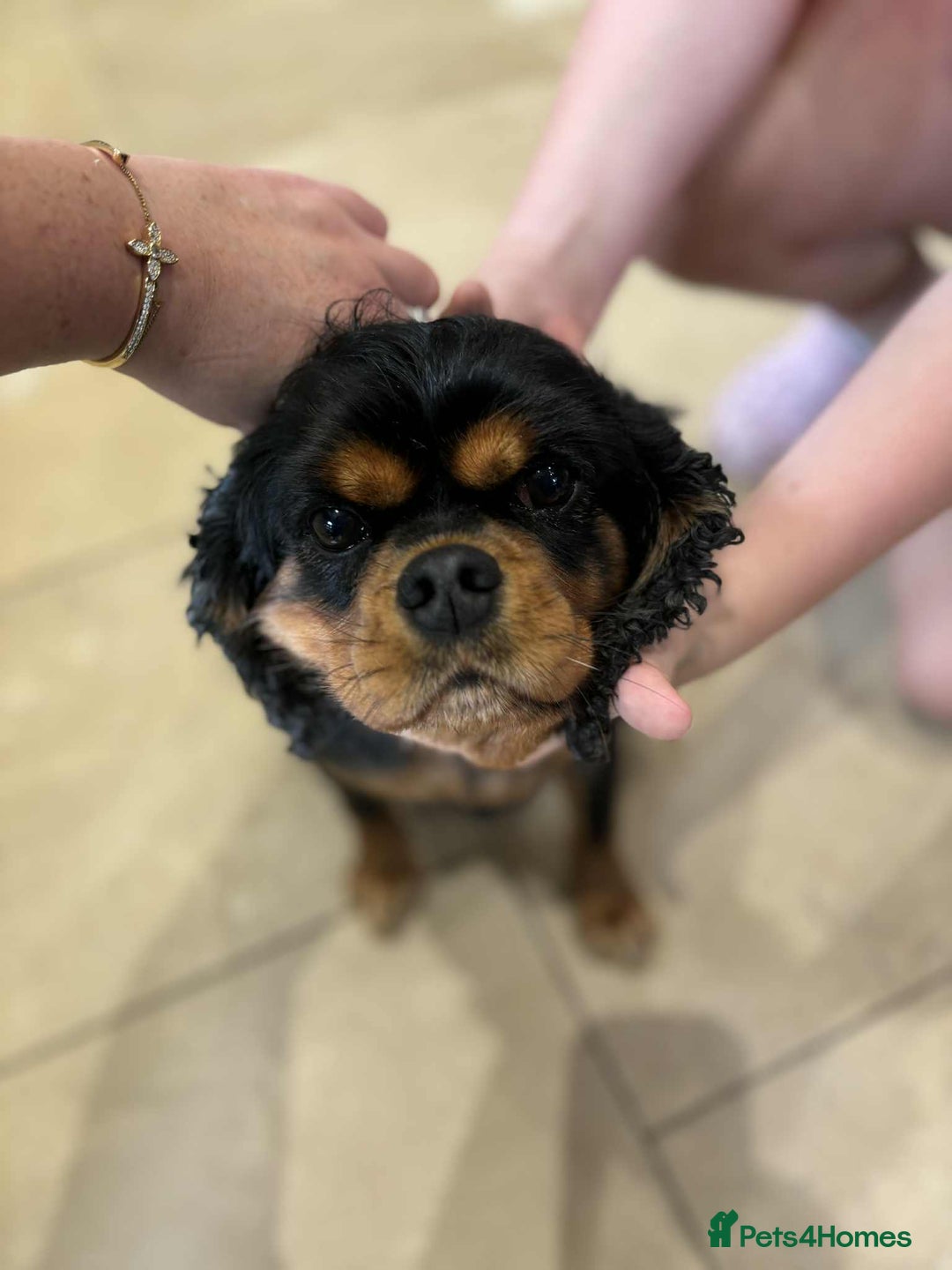 Cavalier King Charles Spaniel dogs for sale: Kc reg Cavalier female - Image 4