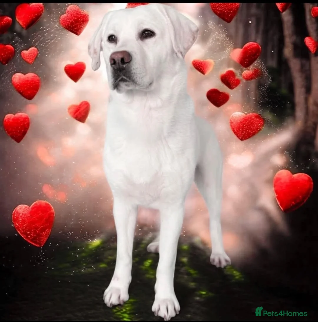 Labrador Retriever dogs for sale:  Exclusive SHOW LABRADOR RETRIEVER WHITE/YELLOW  - Advert 3