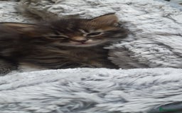Mixed Breed cats for sale: Kittens  - Image 6
