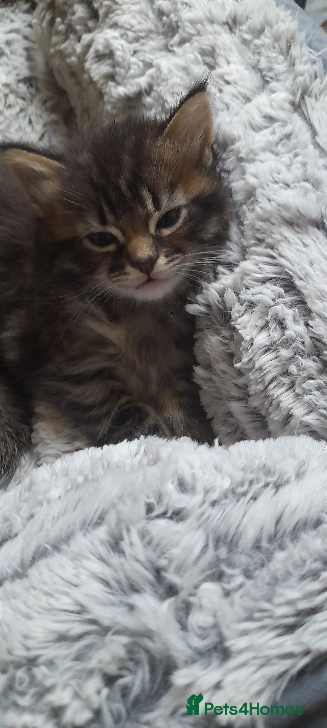 Mixed Breed cats for sale: Kittens  - Image 6