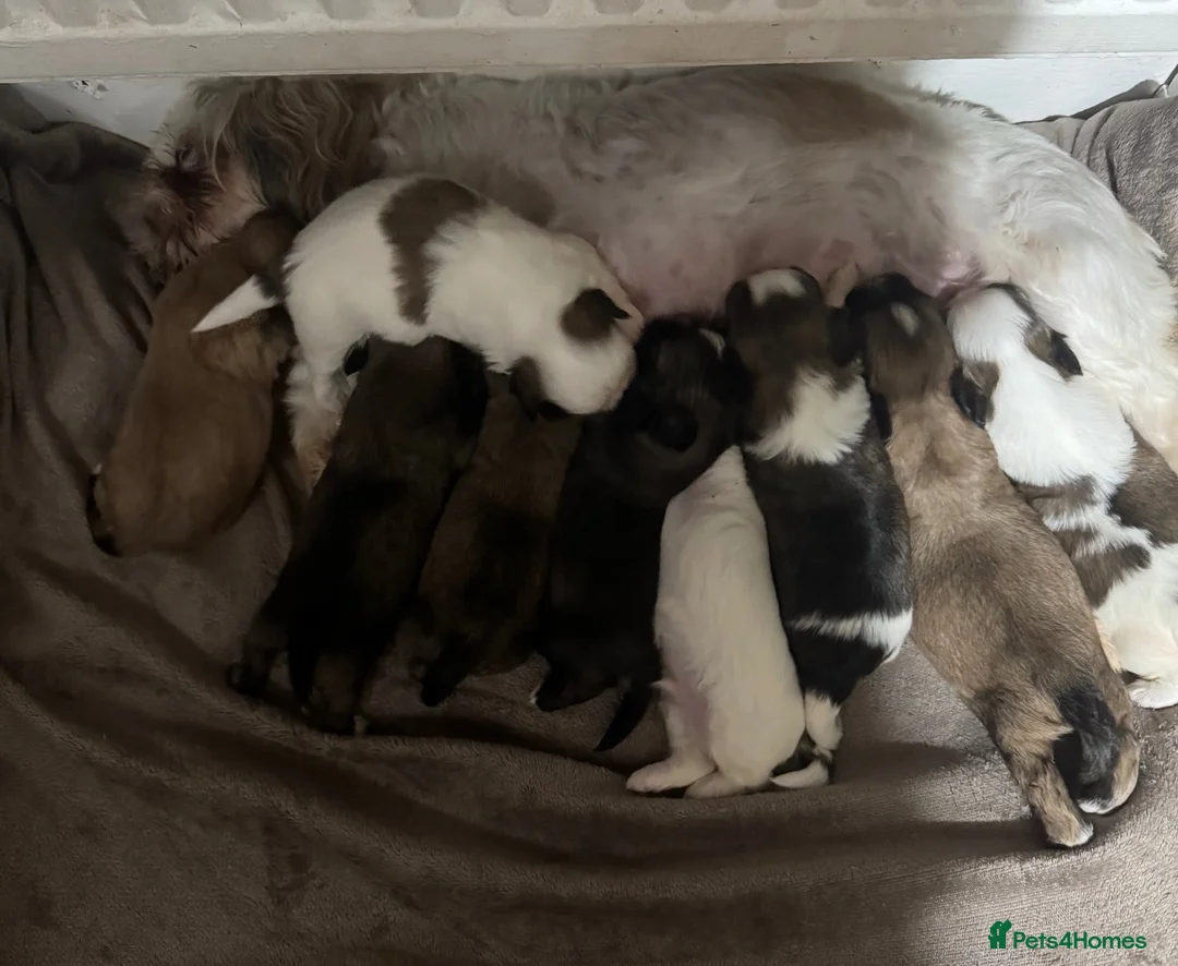 Shih Tzu dogs for sale: 9 purebred puppies are looking for new, homes. - Advert 2