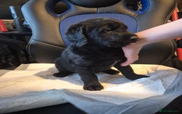 Mixed Breed dogs for sale: Stunning Litter of Labradoodle x Pyrenees - Advert 13