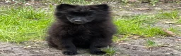 Pomeranian dogs for sale: Gorgeous Pomeranian puppies in London - Advert 6