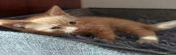 Mixed Breed cats for sale: Lovely Kittens😍😍😍 - Advert 5