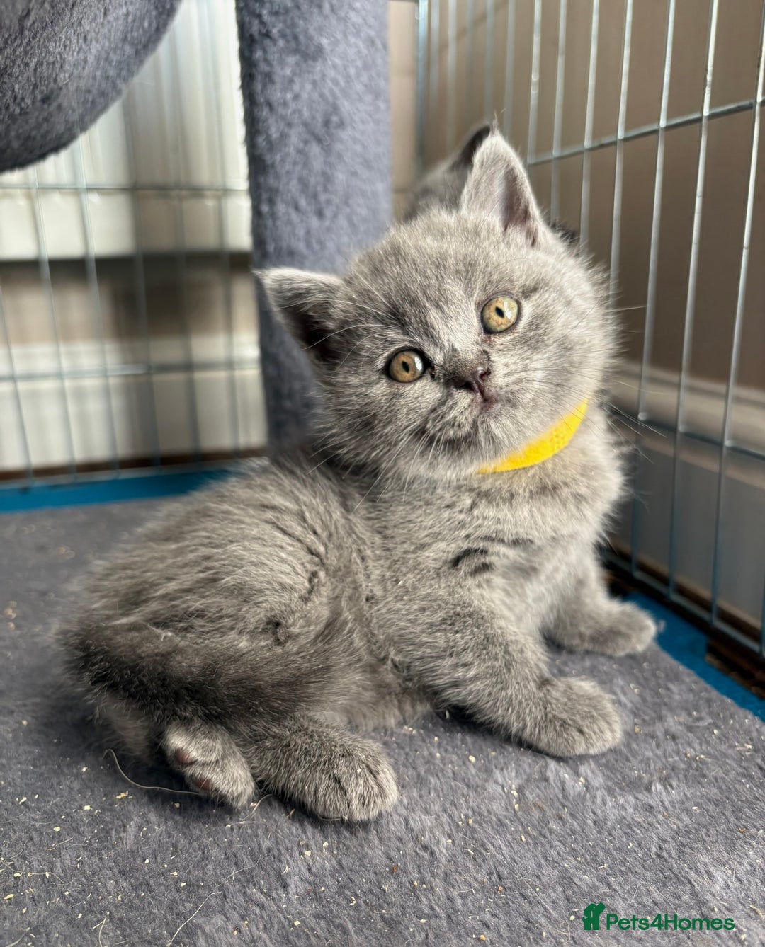 British Shorthair cats for sale: Adorable British Shorthair Kittens For Sale  - Advert 2