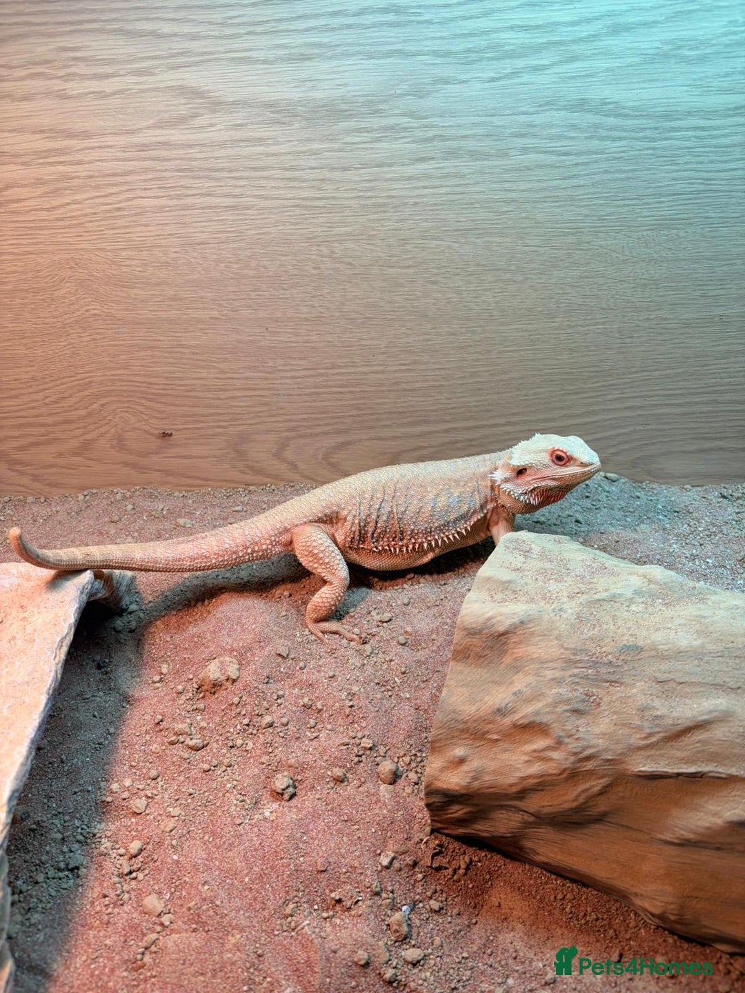Bearded Dragon reptiles for sale: Bearded dragon and complete set up  - Image 1