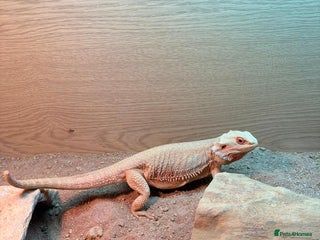 Bearded Dragon reptiles - Advert 7