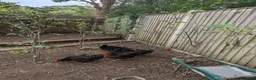 Chickens poultry for sale: 5 x black rock chickens for advert cowst - Advert 4