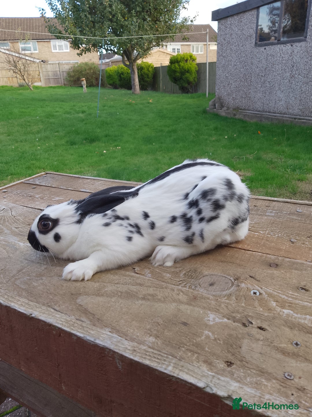 English Spot rabbits for sale: Baby English rabbits for sale - Image 3