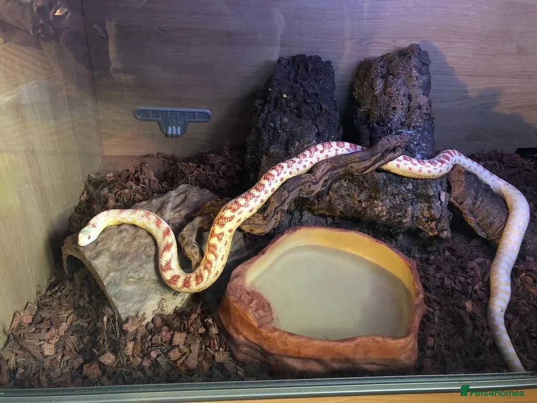 Python Snake reptiles for sale: Snakes for rehoming  - Advert 1
