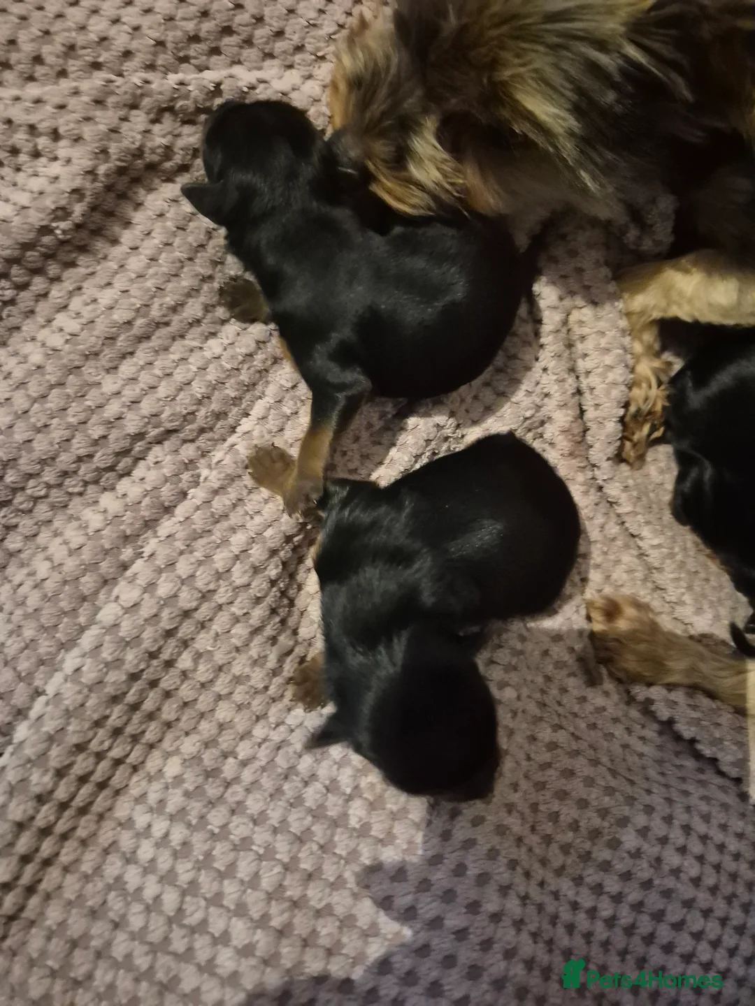 Yorkshire Terrier dogs for sale: Yorkshire terrier minature - Advert 1