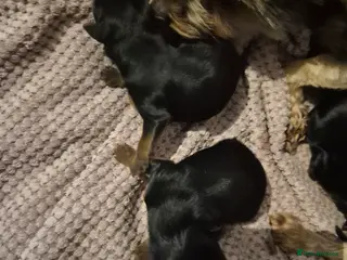 Yorkshire Terrier dogs Yorkshire terrier minature - Advert 1