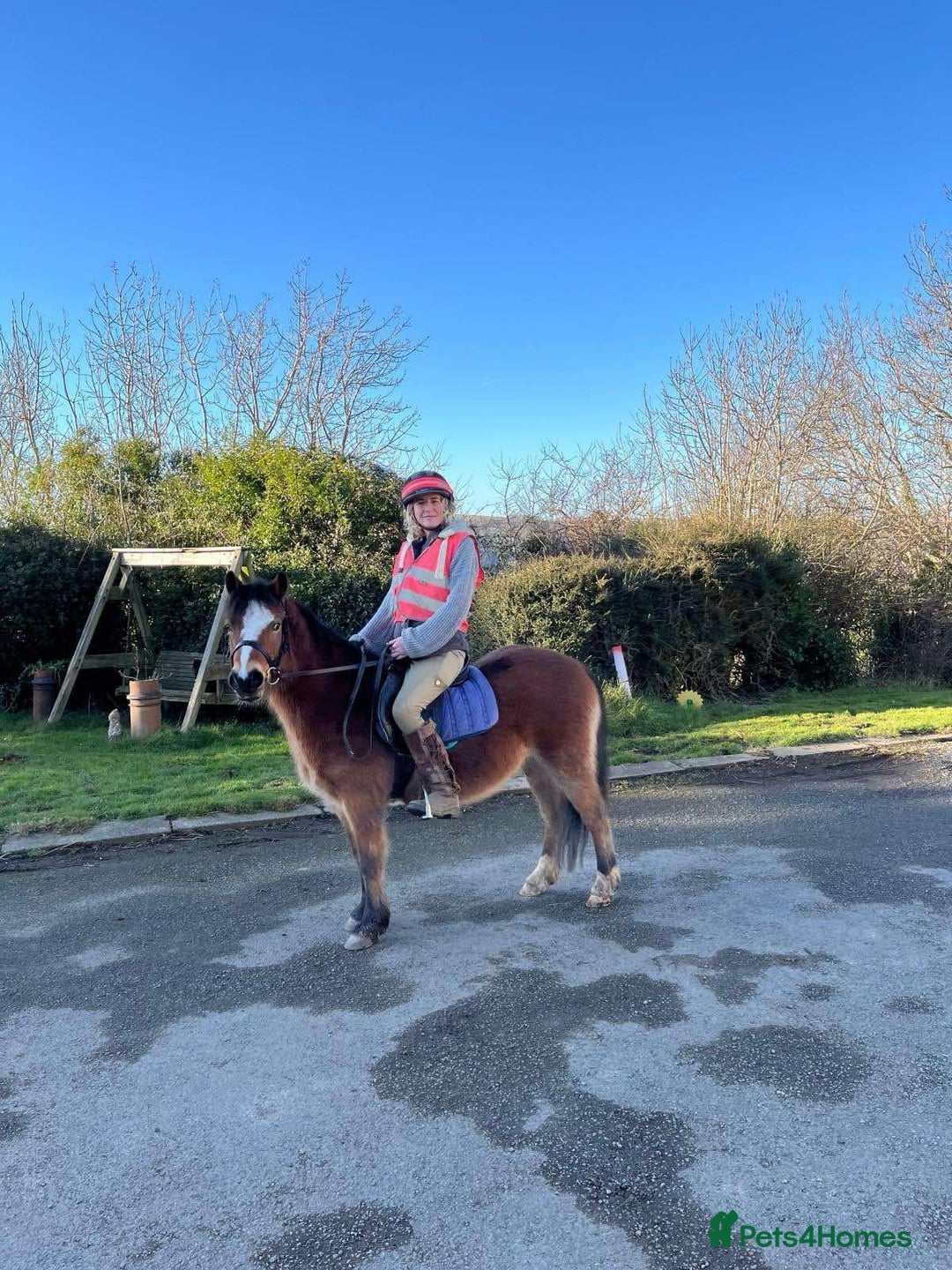 Welsh Section A horses for sale: 12hh section a gelding bombproof - Image 10