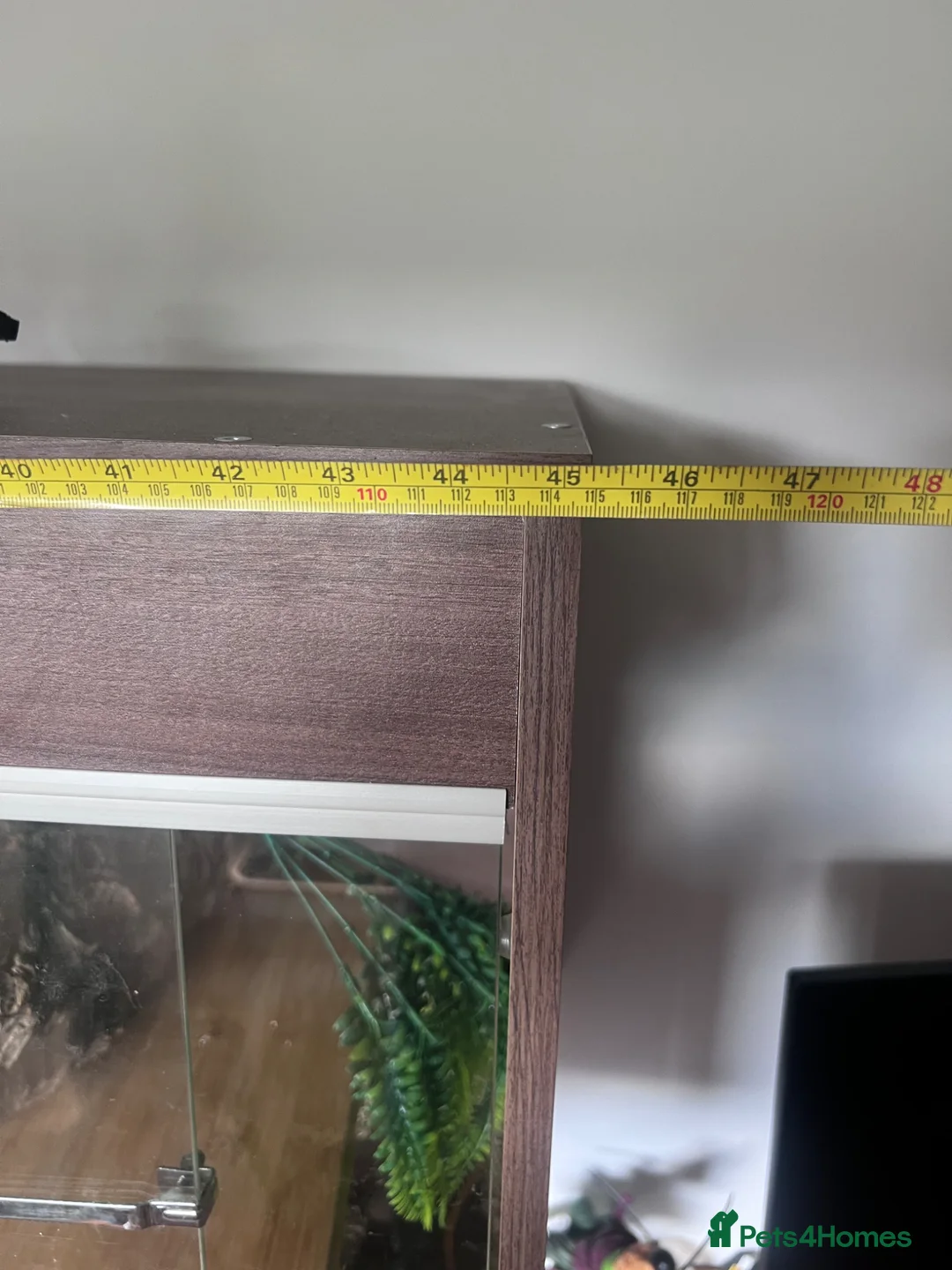 Python Snake reptiles for sale: Lola The Royal Python in Hertford - Advert 10