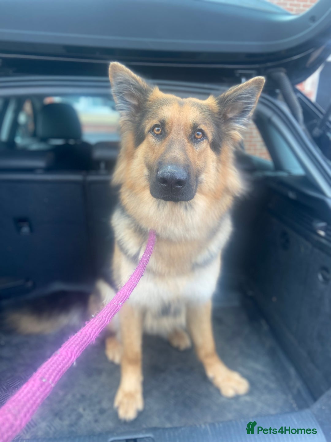 German Shepherd dogs for sale: German Shepherd Looking for Her Forever Home - Image 4