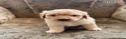 Mini Goldendoodle dogs for sale: F1B Mini Goldendoodles  in Wigan - Advert 4