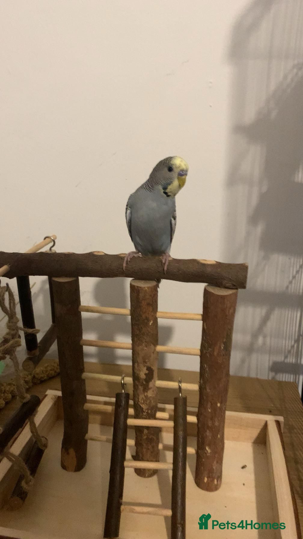 Budgerigars birds Grey male budgie  - Advert 1