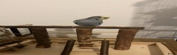 Budgerigars birds for sale: Grey male budgie  - Advert 1