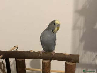 Budgerigars birds Grey male budgie - Advert 1