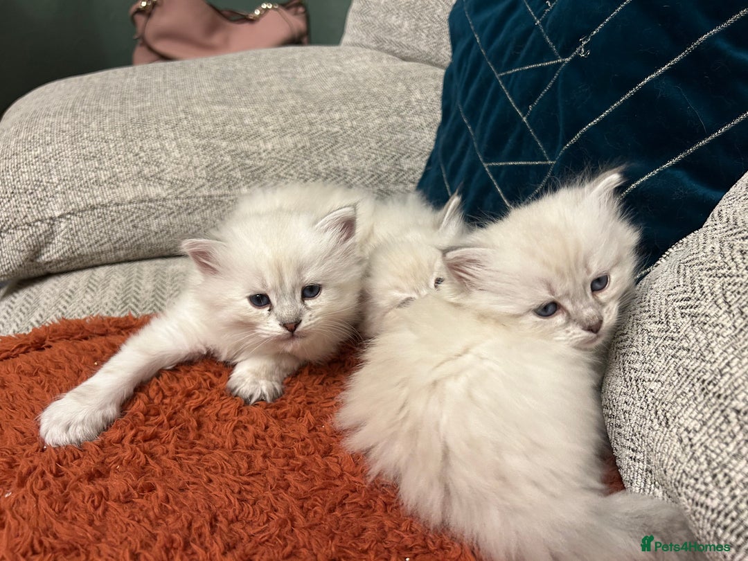 Siberian cats for sale: Home raised Neva Masquerade Kittens - Advert 4