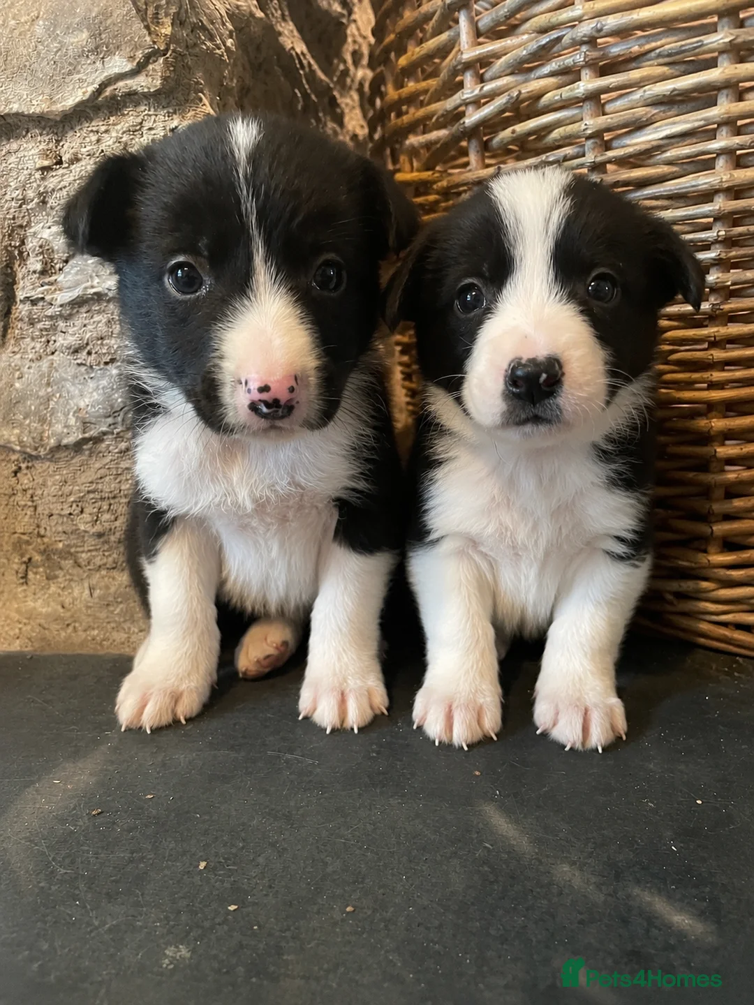 Border Collie dogs for sale: ☀️Stunning Border Collie Puppies☀️ - Advert 2