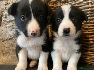 Border Collie dogs ☀️Stunning Border Collie Puppies☀️ - Advert 1