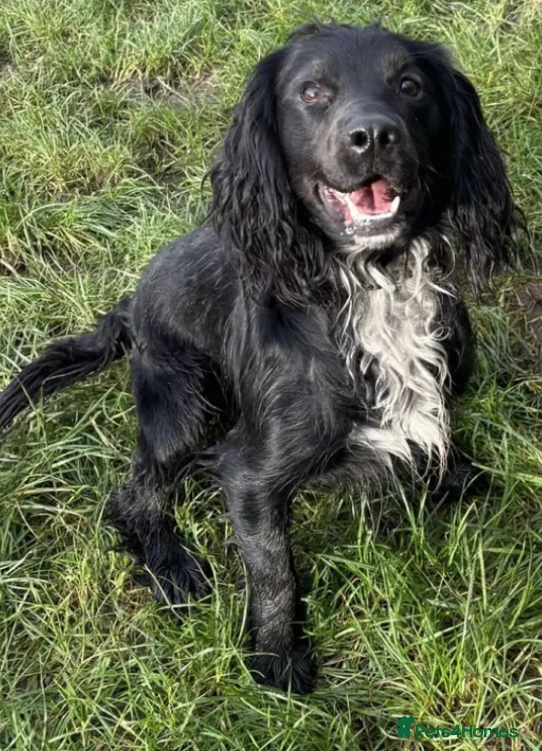 Cocker Spaniel dogs for sale: Working Cocker Spaniel Pups  - Advert 6