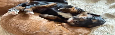 Cockapoo 5