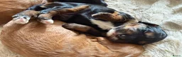 Cockapoo dogs for sale: Stunning,  Quality F1 Cockapoo’s Kc reg parents  - Advert 16