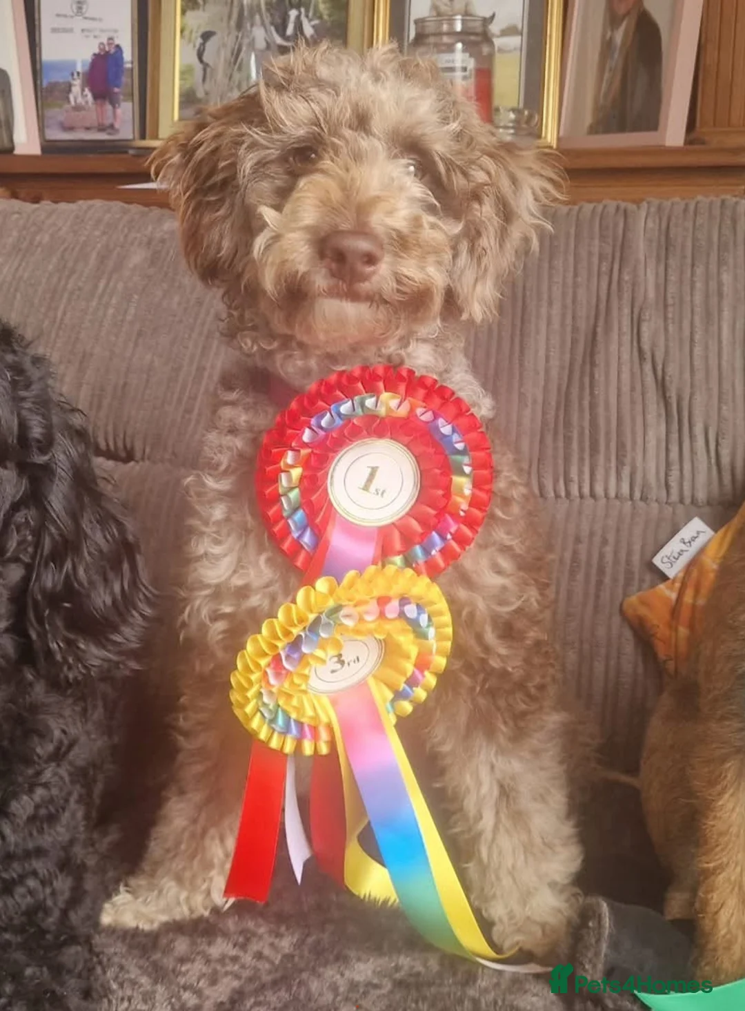 Bordoodle dogs for sale: F1 & F1b Bordoodle pups expected - Advert 23