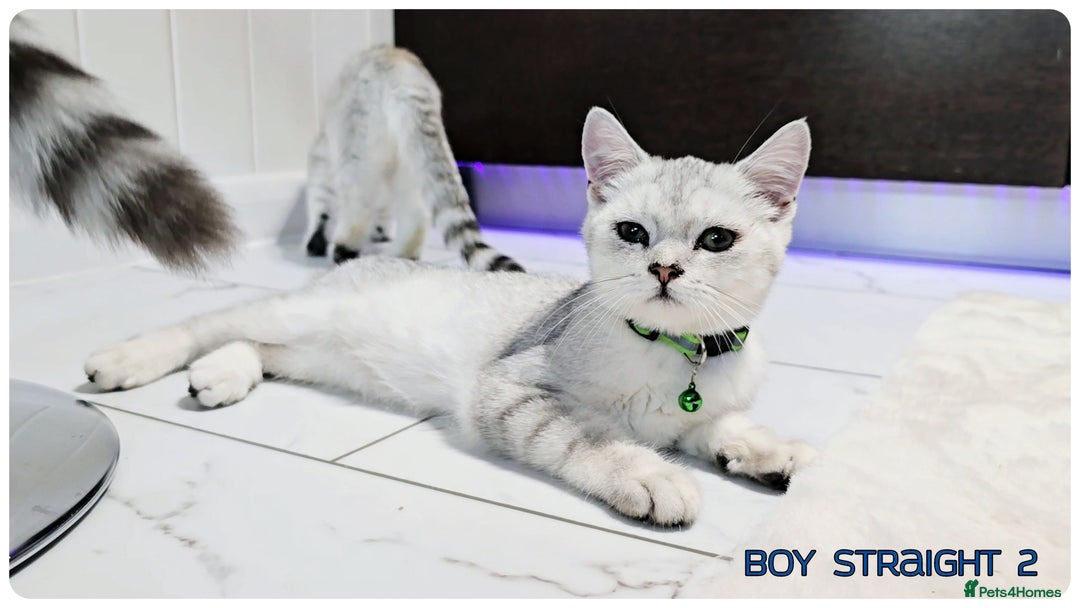 Scottish Fold cats for sale: Scotish Fold Kittens (Delivery available) - Image 16