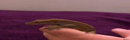 Gecko reptiles for sale: Loki the crested gecko  - Advert 2