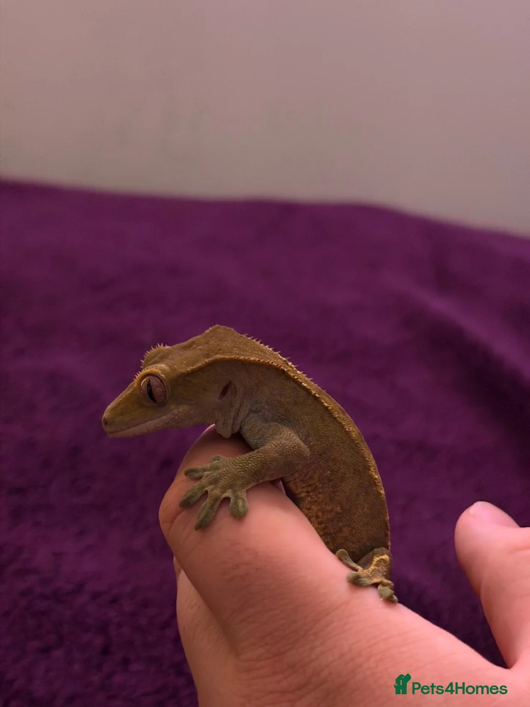 Gecko reptiles for sale: Loki the crested gecko  - Advert 2