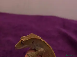 Gecko reptiles Loki the crested gecko - Advert 3