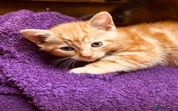 British Shorthair cats for sale: Adorable Kittens FOR SALLE  - Image 8