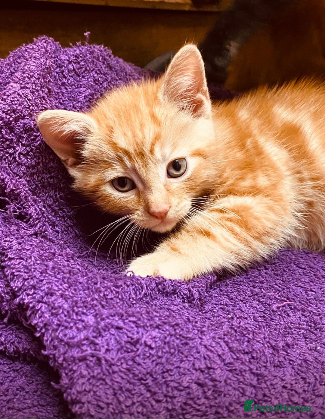 British Shorthair cats for sale: Adorable Kittens FOR SALLE  - Image 8
