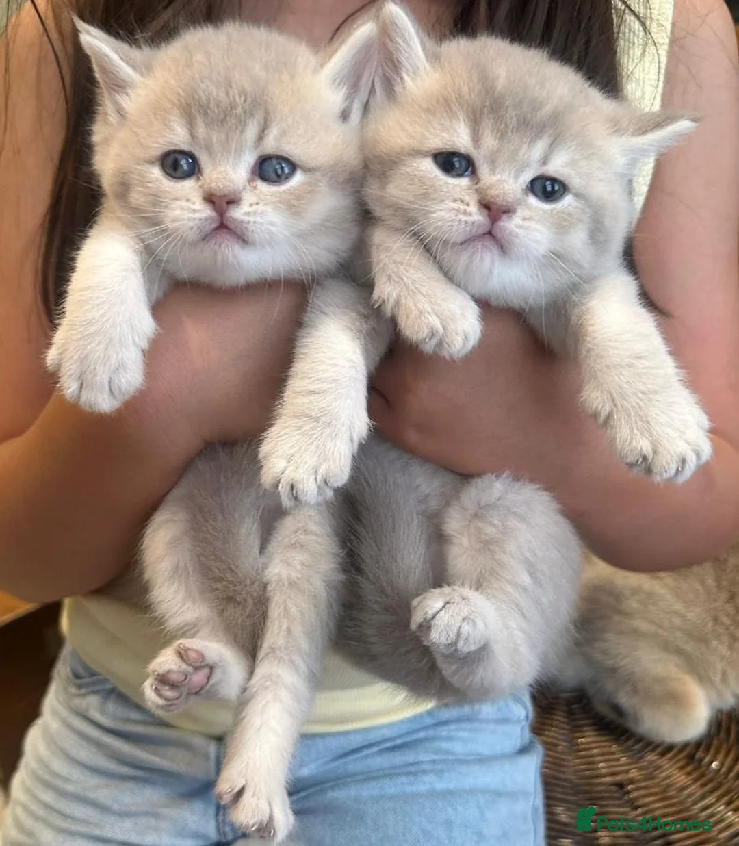 British Shorthair cats for sale: BSHs Lilac Golden Shaded & Blue Golden TickedTabby - Advert 2