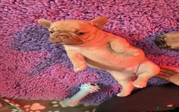 French Bulldog dogs for sale: Beautiful French bulldog puppys - Image 7