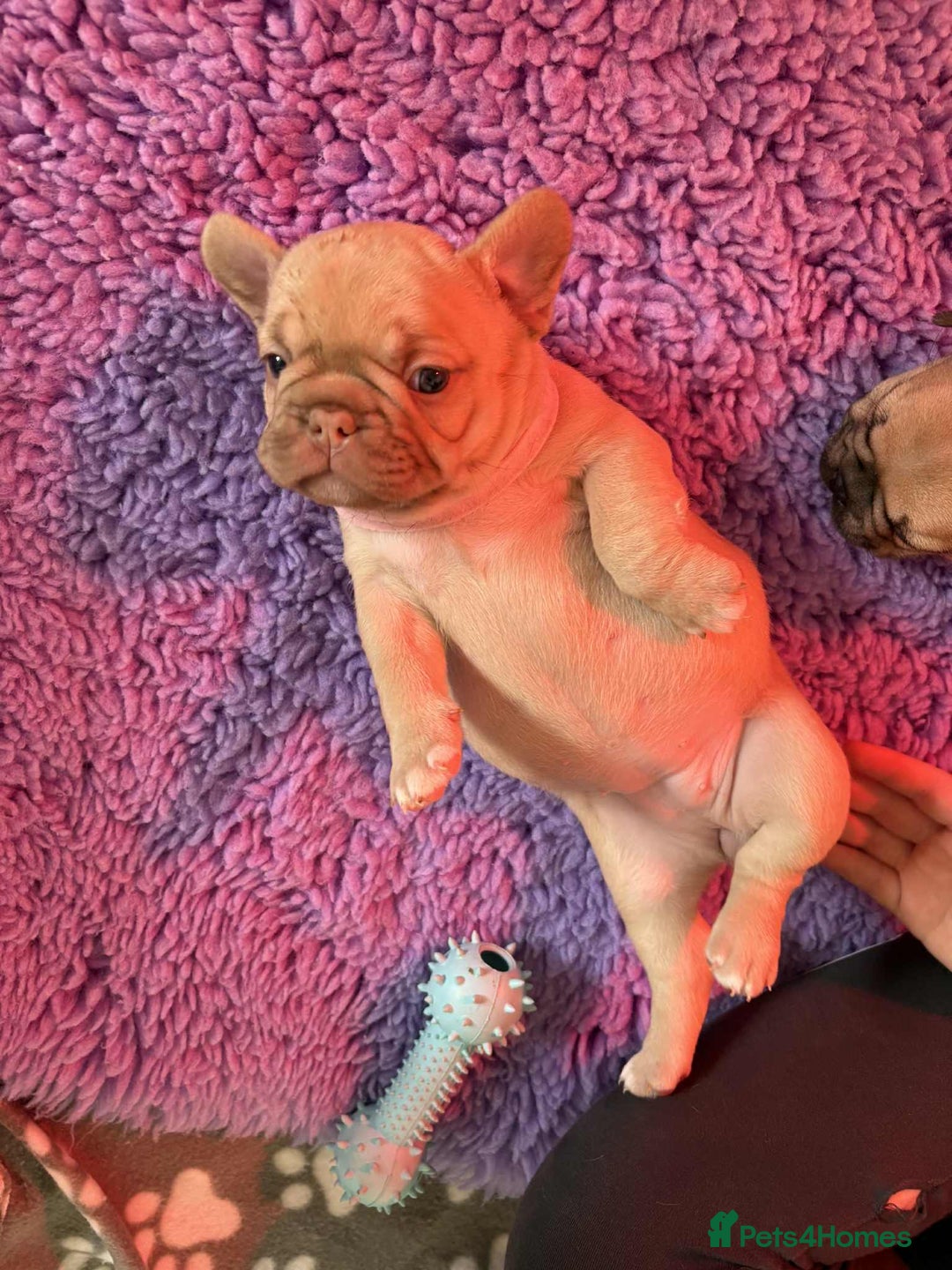 French Bulldog dogs for sale: Beautiful French bulldog puppys - Image 7